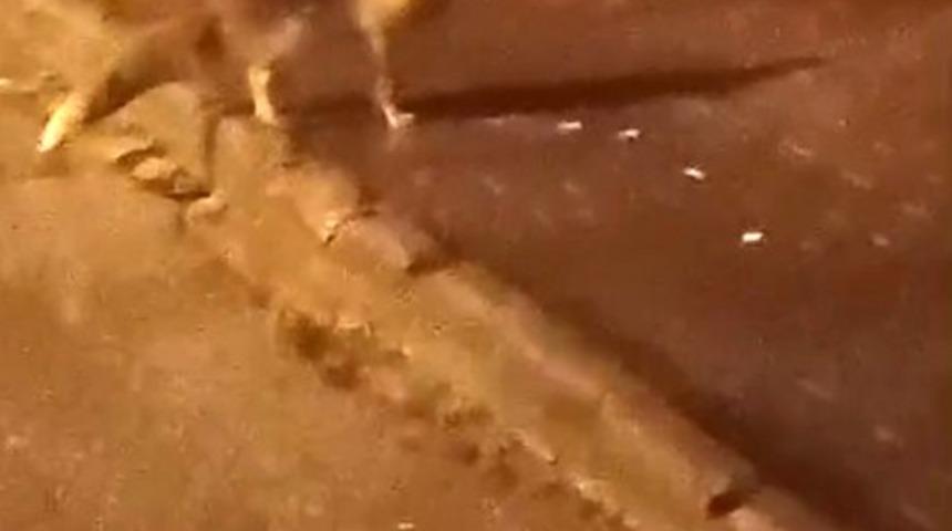 Elmadağ&rsquo;da a&ccedil; kalan tilkiler şehir merkezine indi