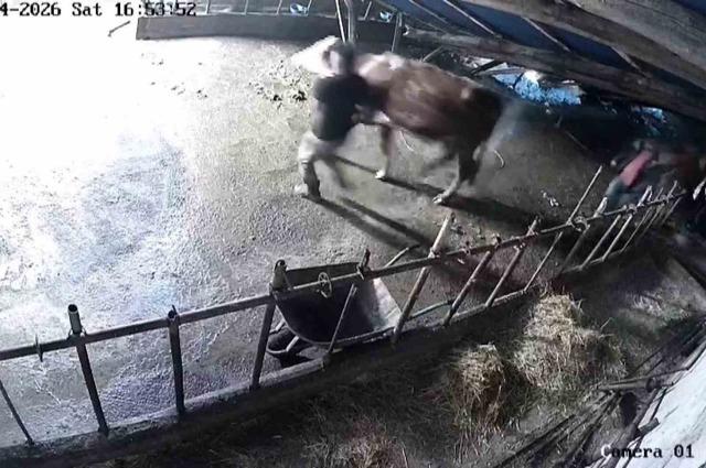 Sivas&rsquo;ta ahır &ccedil;&ouml;kt&uuml;, o anlar g&uuml;venlik kamerasına yansıdı 3