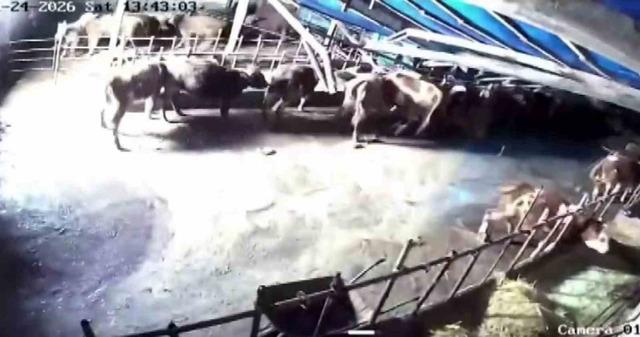 Sivas&rsquo;ta ahır &ccedil;&ouml;kt&uuml;, o anlar g&uuml;venlik kamerasına yansıdı 1
