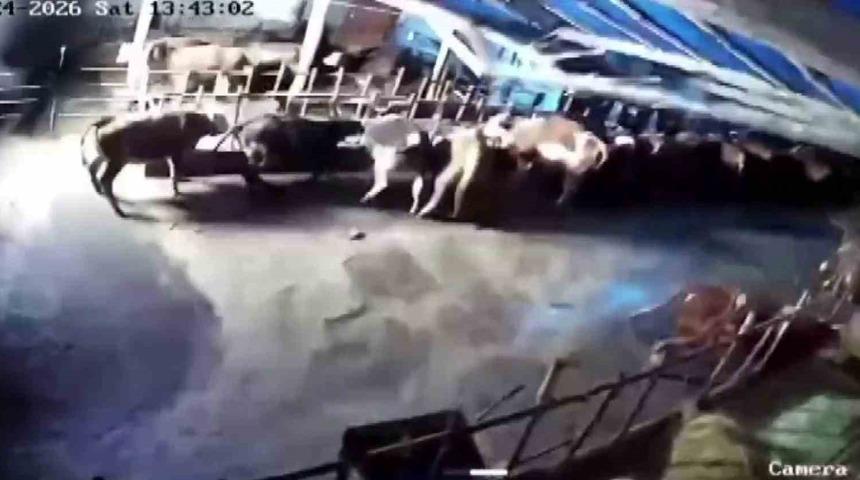 Sivas&rsquo;ta ahır &ccedil;&ouml;kt&uuml;, o anlar g&uuml;venlik kamerasına yansıdı