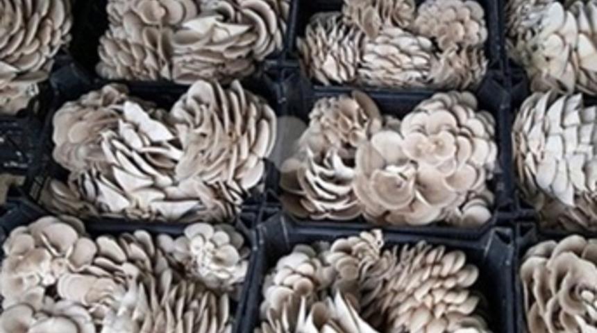 Hibe desteğiyle sera kurdu, 3 ton üretiyor