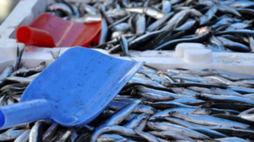 Zonguldak'ta hamsinin kilosu 1.5 liraya düştü