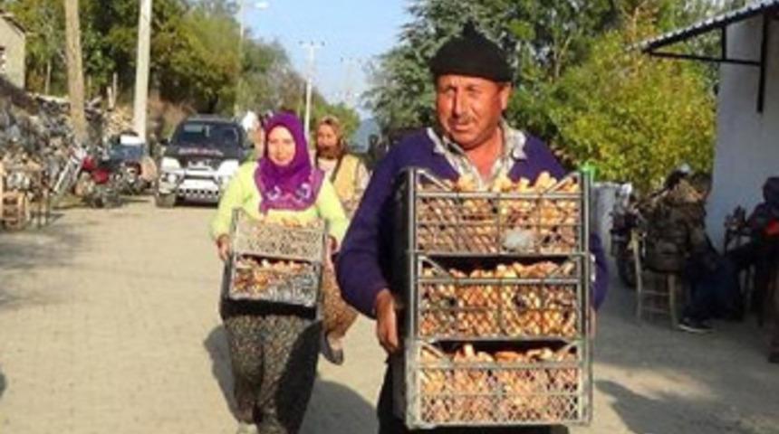 Çam melkisi, köylülerin gelir kapısı oldu