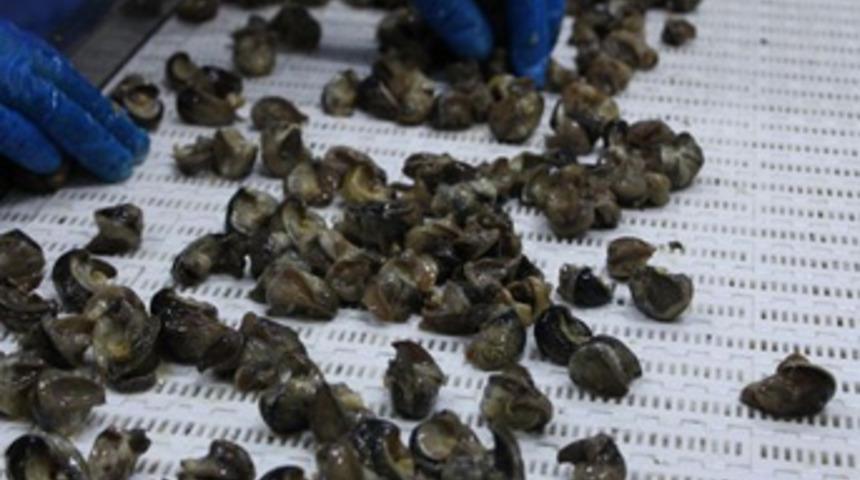 Trabzon'dan Uzak Doğu'ya salyangoz ihracatı