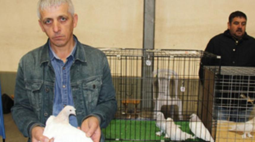 Dünyada eşi olmayan 100 bin TL'lik güvercinler fiyatıyla şaşırtıyor