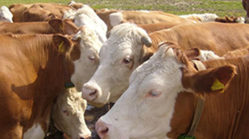 Gıda Tarım ve Hayvancılık Bakanlığı köyüne dönen çiftçilere düve dağıttı