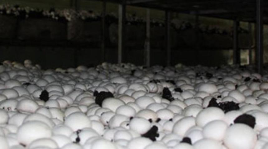 Kültür mantarcılığı beldenin geçim kaynağı oldu