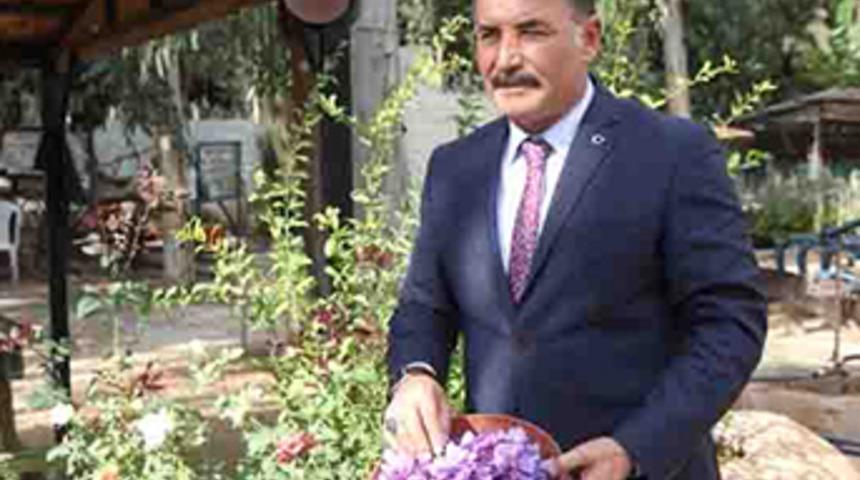 Altınla yarışan dünyanın en pahalı bitkisi Mersin'de yetiştiriliyor