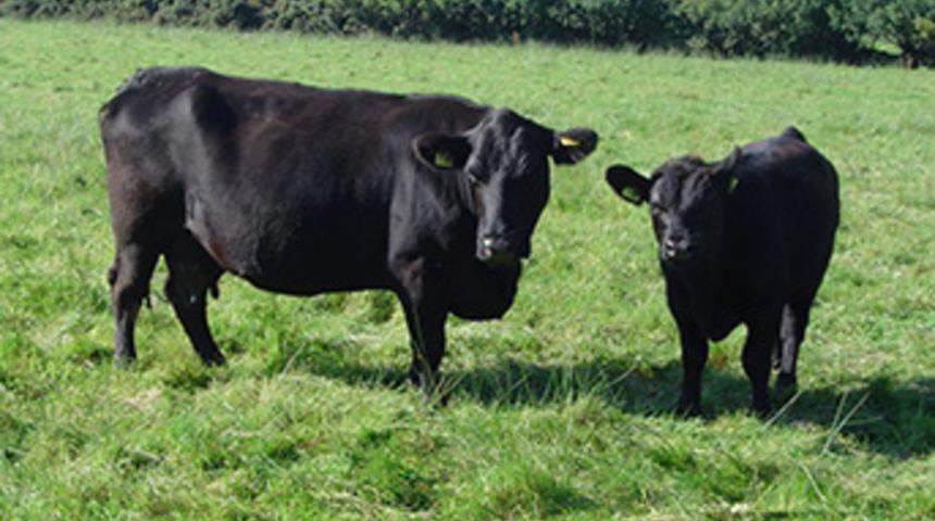 Muş'ta  kendi imkanlarıyla Angus çiftliği kurdu