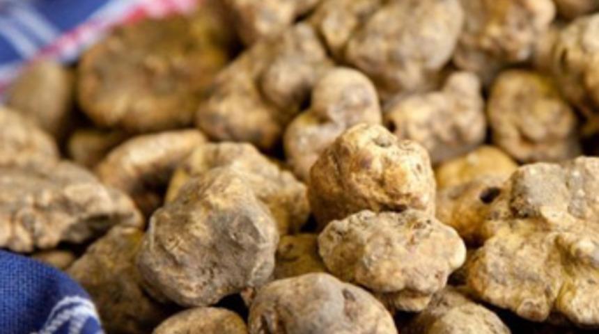 100 gramı 2500 TL olan 'Mutfağın elması' beyaz trüf mantarı