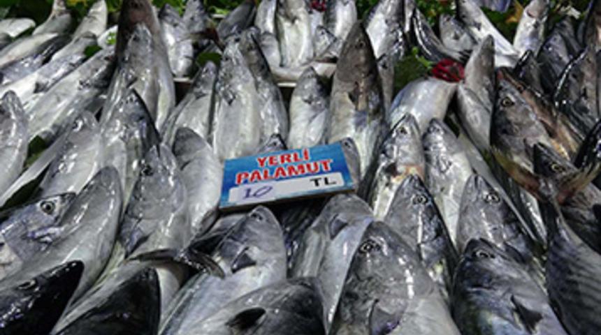 Palamut ihracatında azalma