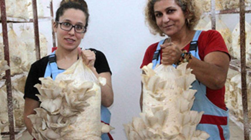 Pedagogluğu bıraktı, 'İstiridye Mantarı' yetiştiriyor