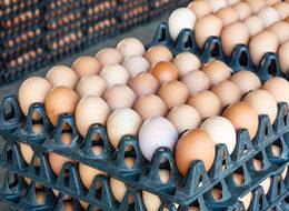 Yumurtad kod uygulaması 1 Nisan'da başlıyor