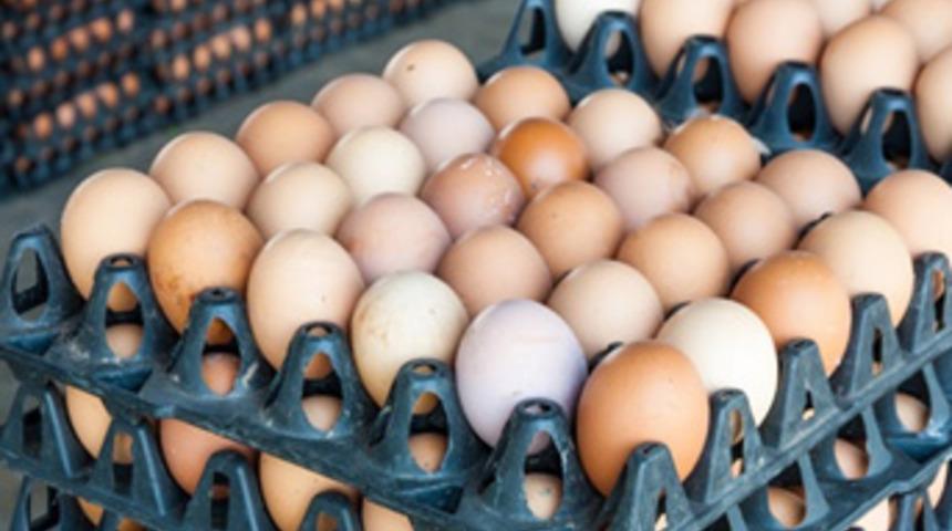 Yumurtad kod uygulaması 1 Nisan'da başlıyor