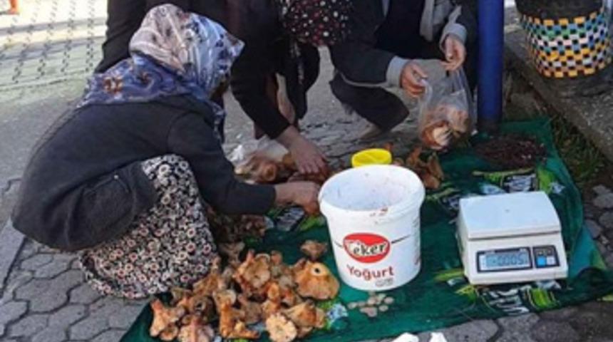Mantar bir köyün gelir kapısı oldu
