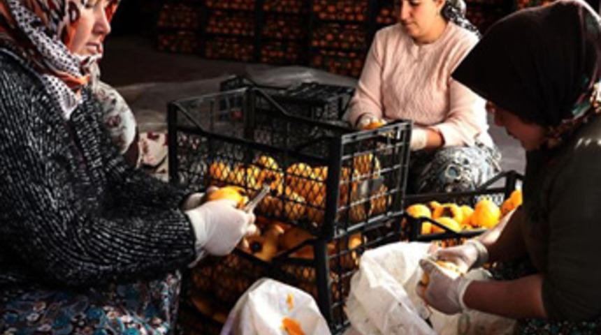 Cennet elmasını kuruttu gelirini katladı