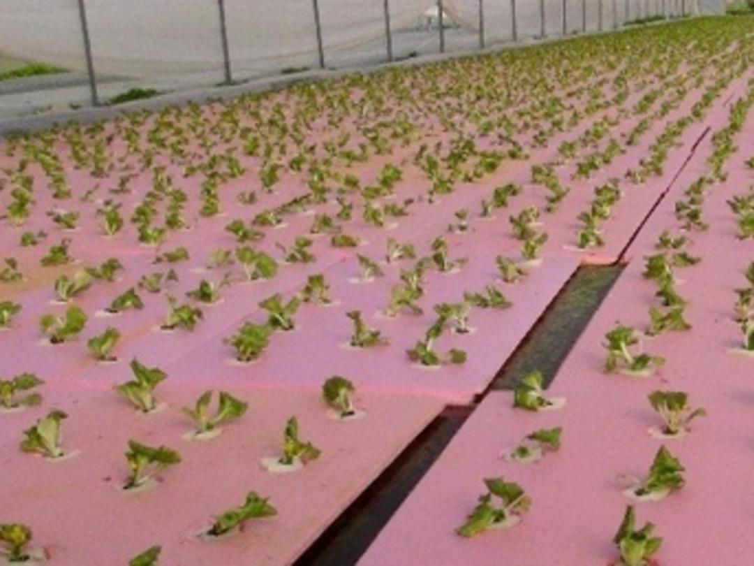 Nadir g&ouml;r&uuml;len sistemi kuran &ccedil;ift paraya para demiyor