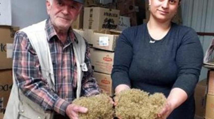 Burhaniye stevia üretim merkezi oldu