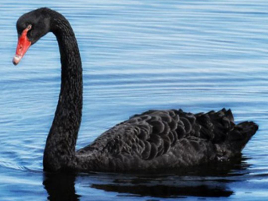 İşte yaklaşan "siyah kuğular"!