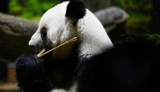 Japonya, iki dev pandayı &Ccedil;in'e geri yolluyor! Nedeni de...