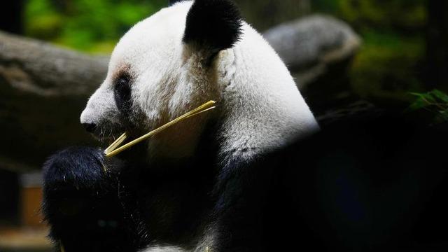 Japonya, son iki pandayı Çin'e geri yolluyor! Nedeni ise şaşırttı