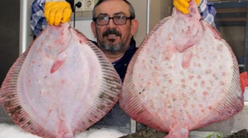 Kalkan balığının fiyatı 100 TL'ye çıktı