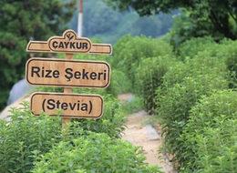 Rize Şekeri için fabrika kuruluyor