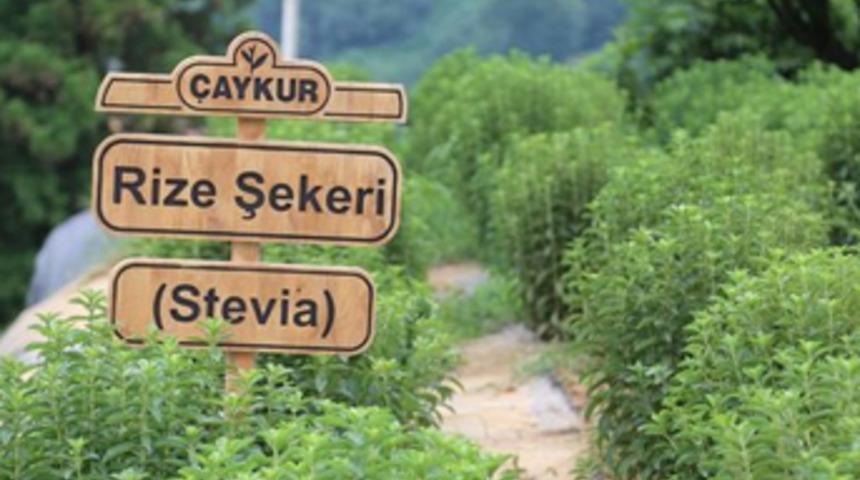 Rize Şekeri için fabrika kuruluyor