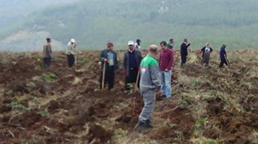 Ormandan yıllık 600 bin Euro gelir elde edilecek