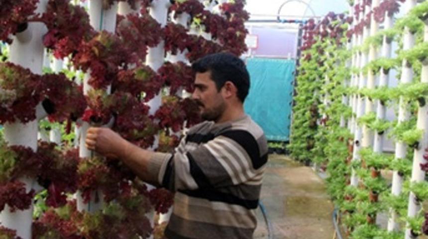 Dikey topraksız tarım ile servetine servet katıyor
