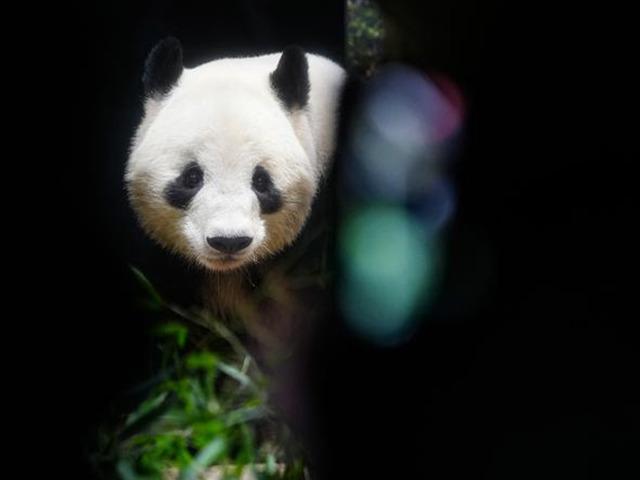 &Uuml;lkenin son pandasıydı: Veda ettiler!