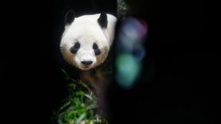 Ülkenin son pandasıydı: Veda ettiler! Artık Çin'de yaşayacak