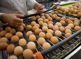 Köy yumurtası hilesine son!