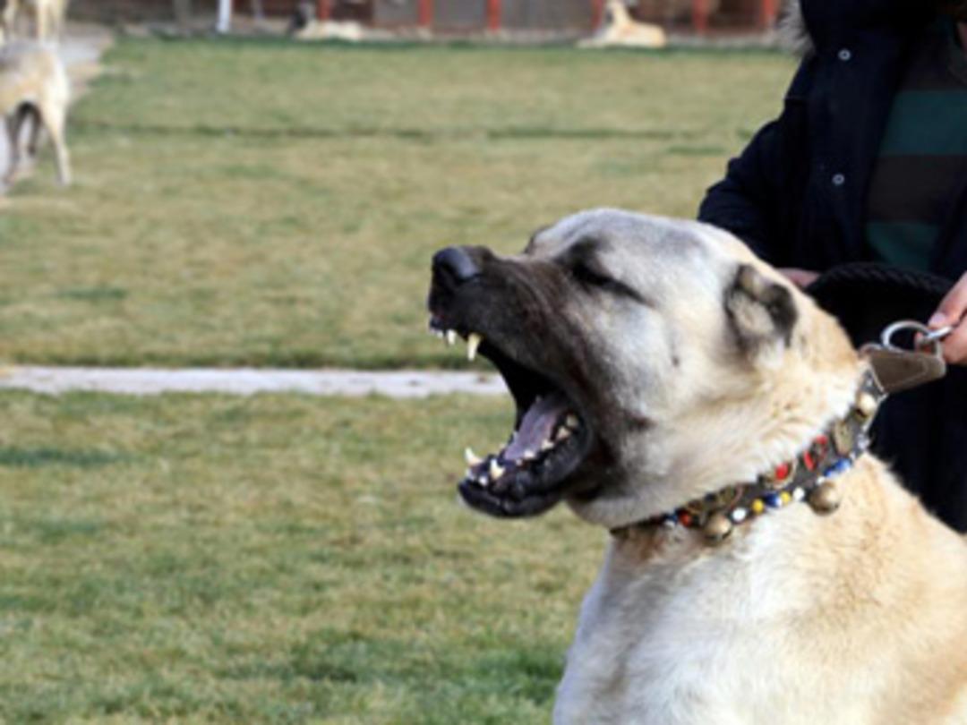 ABD ve Rusya bu k&ouml;peklerin peşinde