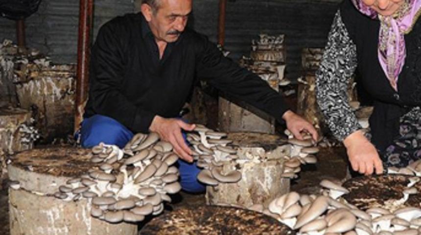 Kayın mantarı muhtarın geçim kaynağı oldu