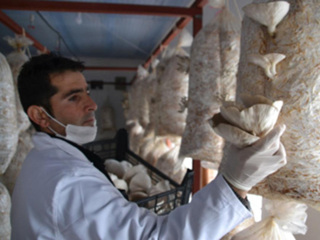 K&ouml;y kahvehanesini 'mantarhane'ye d&ouml;n&uuml;şt&uuml;rd&uuml;