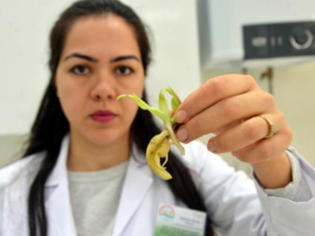 12 yılda yetişiyordu, 8 ayda yetiştirmeyi başardı!