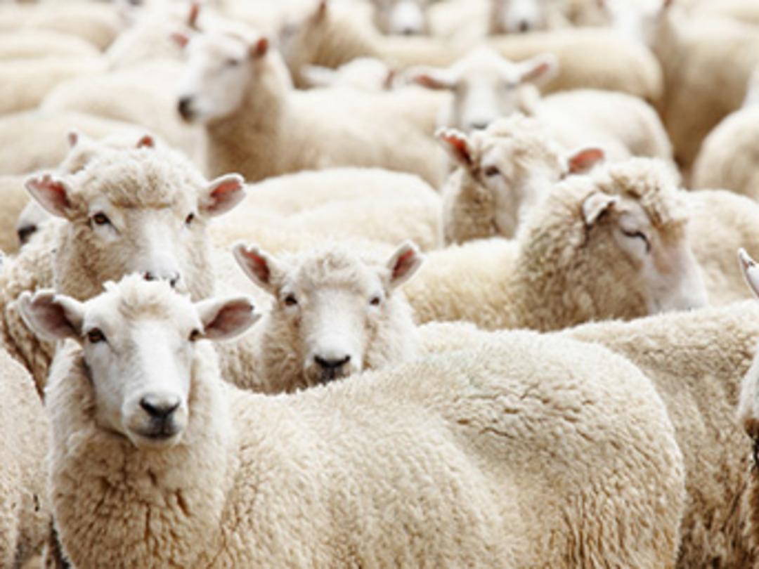 '300 Koyun Projesi'ne başvuru i&ccedil;in son g&uuml;n!