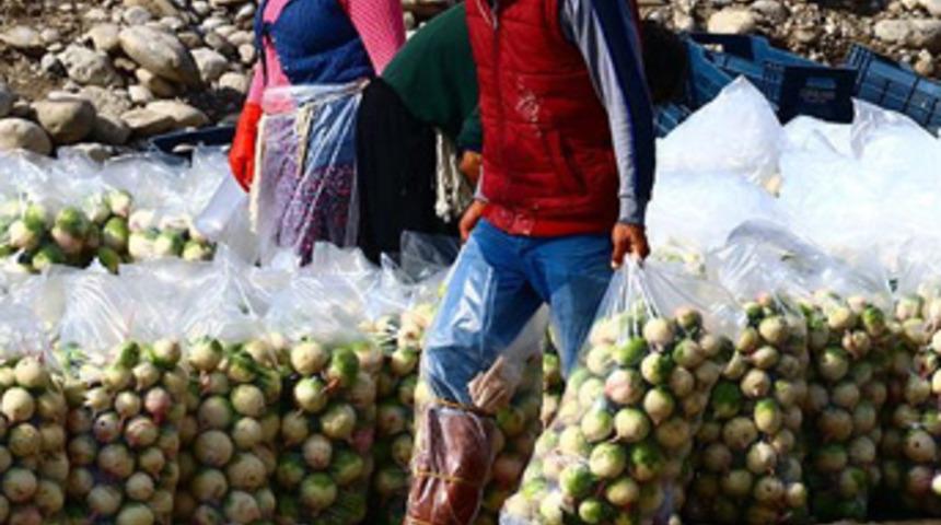 Turp üretimi beklenenden fazla gerçekleşti fiyatlar düştü