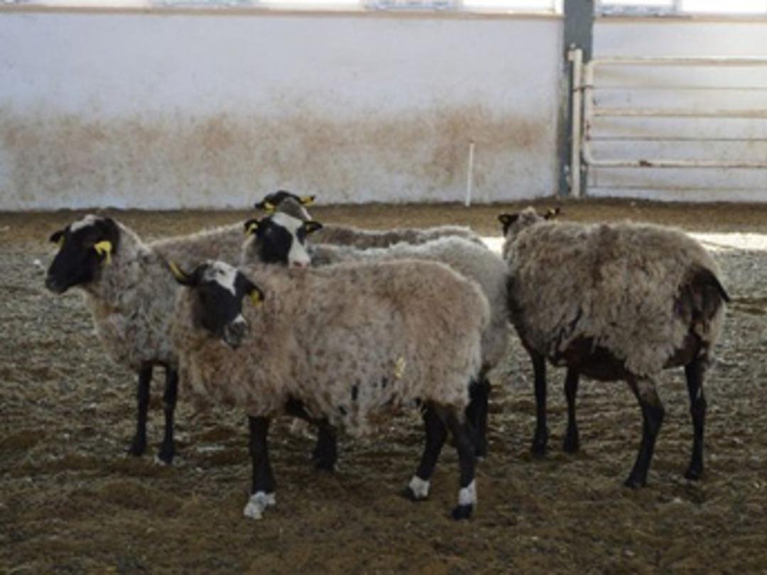 Hobi i&ccedil;in 8 koyun aldı, bir yılda 77 tane oldu!