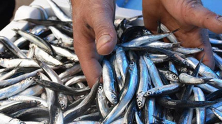 Karadeniz hamsisi tescillendi