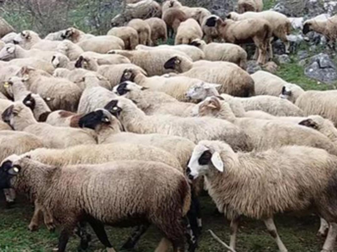 '300 koyun projesi'nde başvurular başladı!