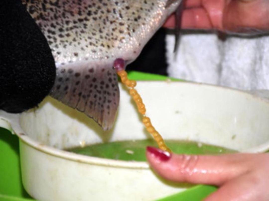 2060 rakımlı dağın yamacında &uuml;retiyorlar