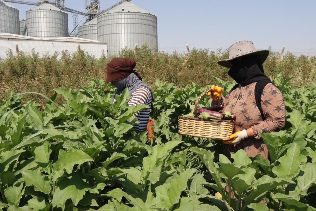 Şanlıurfa da Akıllı Tarım Eğitim Merkezi ile modern tarım sahaya taşınıyor 1