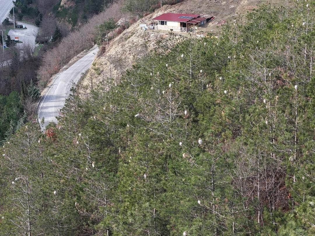 Yer: Samsun! Ormanları sardı, dokununca alerji yapıyor 2