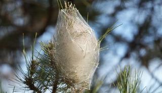 Yer: Samsun! Ormanları sardı, dokunulduğunda alerji yapıyor