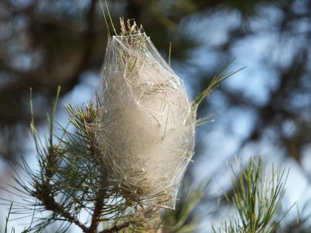 Yer: Samsun! Ormanları sardı, dokununca alerji yapıyor