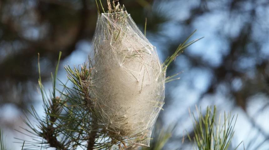 Yer: Samsun! Ormanları sardı, dokununca alerji yapıyor