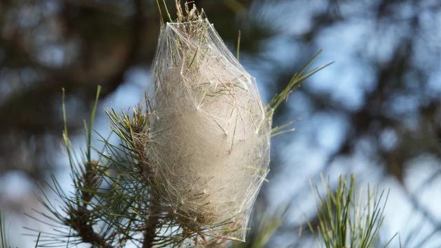 Yer: Samsun! Ormanları sardı, dokununca alerji yapıyor