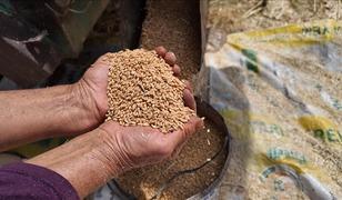 TMO yem sekt&ouml;r&uuml;ne y&ouml;nelik ilave stokları satışa sundu